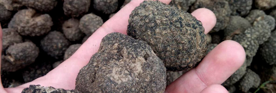 Black Truffles Avestium-Summer Season Serbia