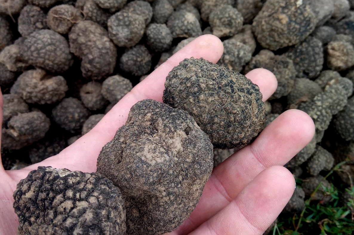 How to Find Truffles Without a Dog  