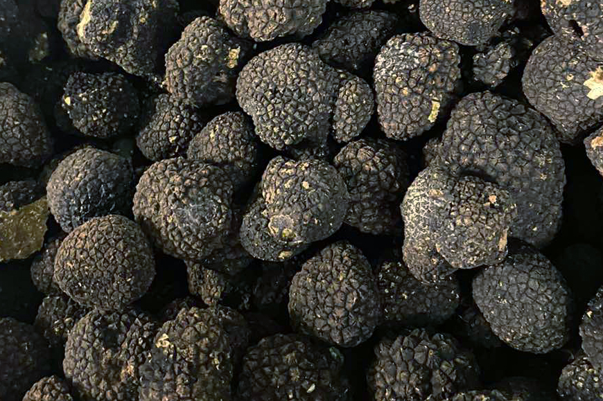 Black truffles (Tuber melanosporum)