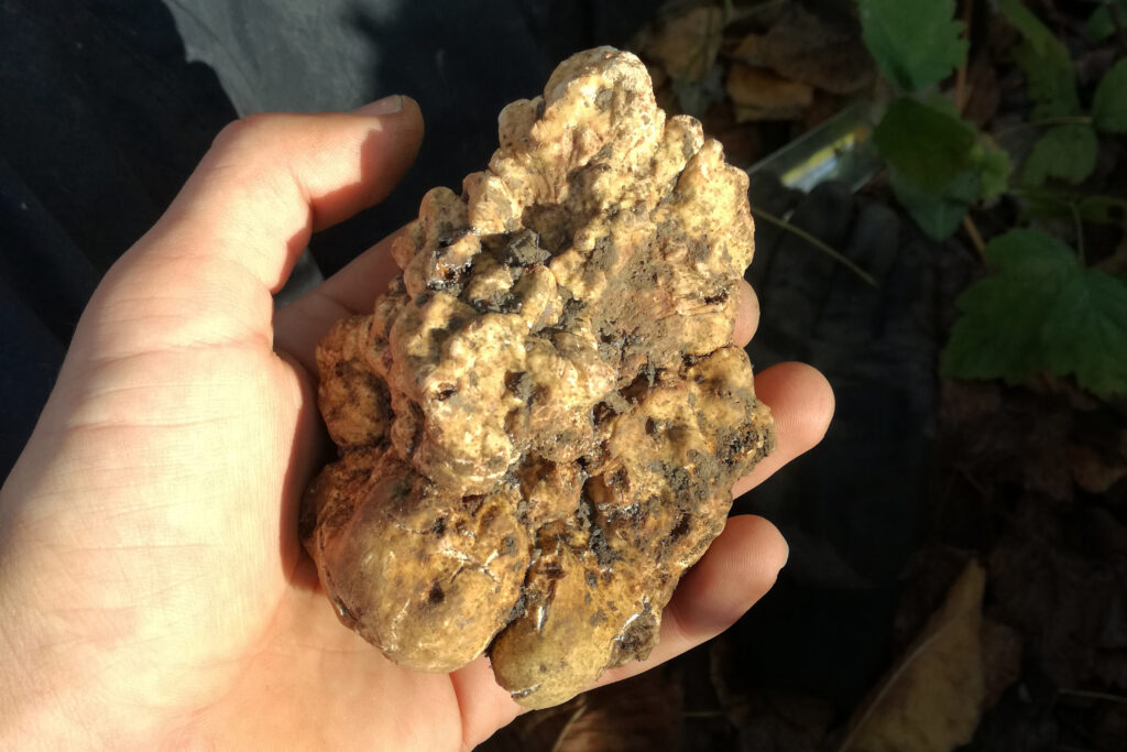 White truffles (Tuber magnatum)