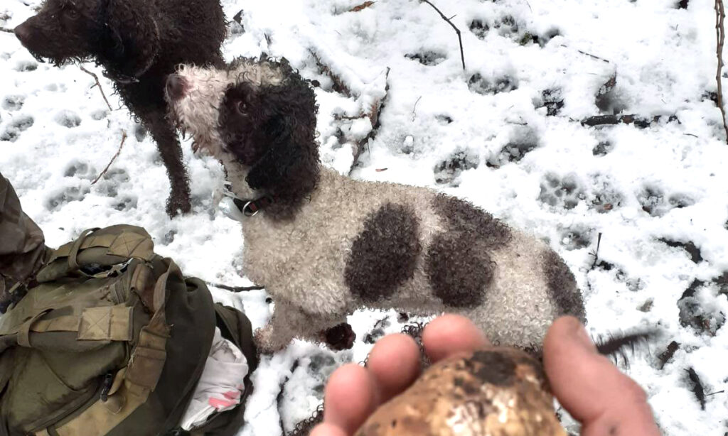 Lagotto Romanolo in snow action