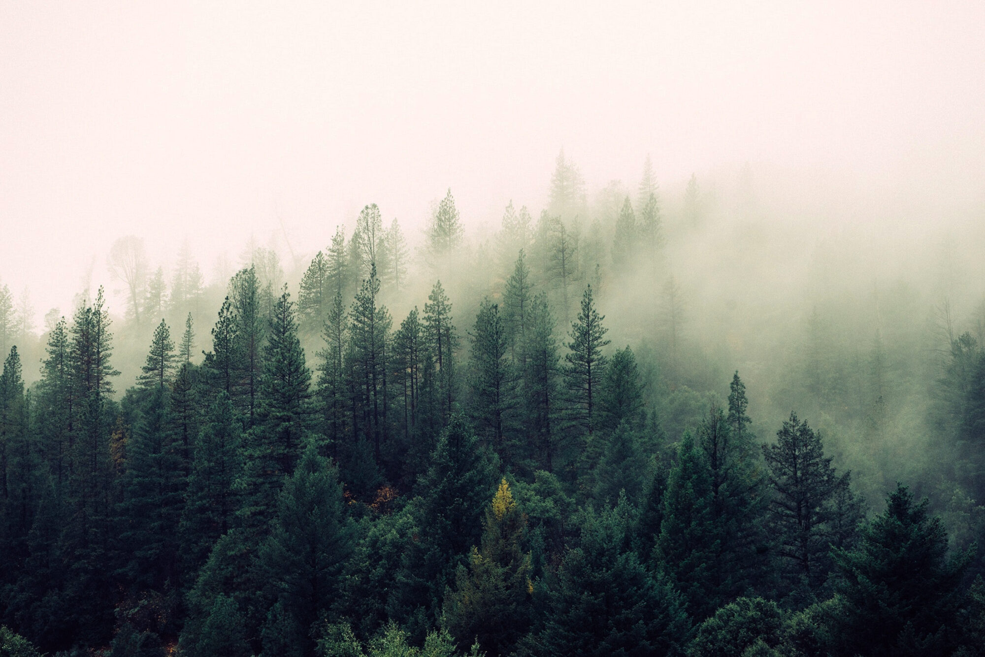 Fog, foggy forest best for truffles.