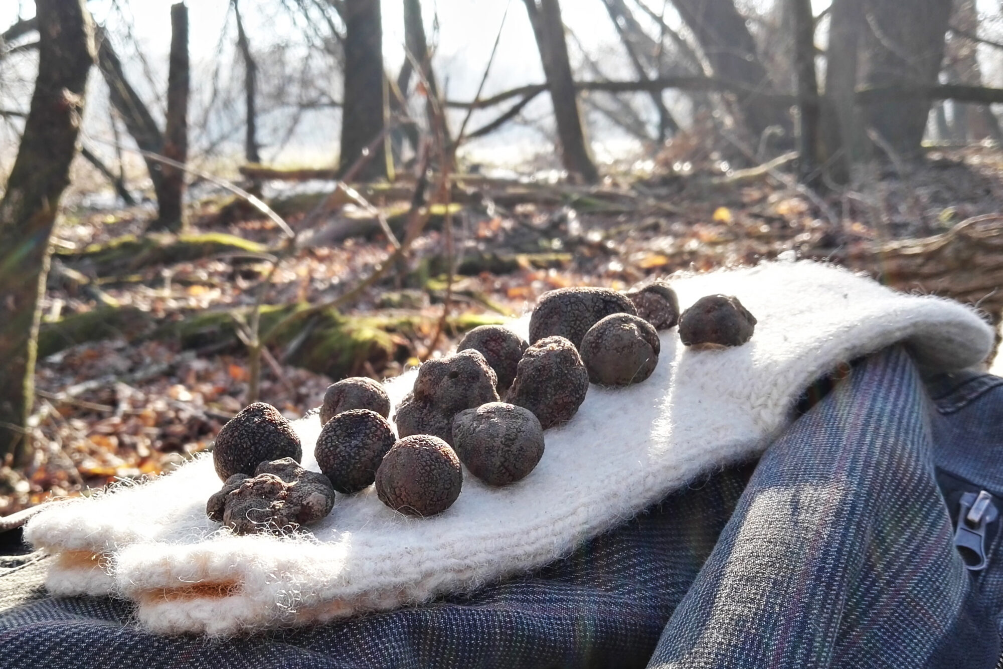 Truffles in the wood