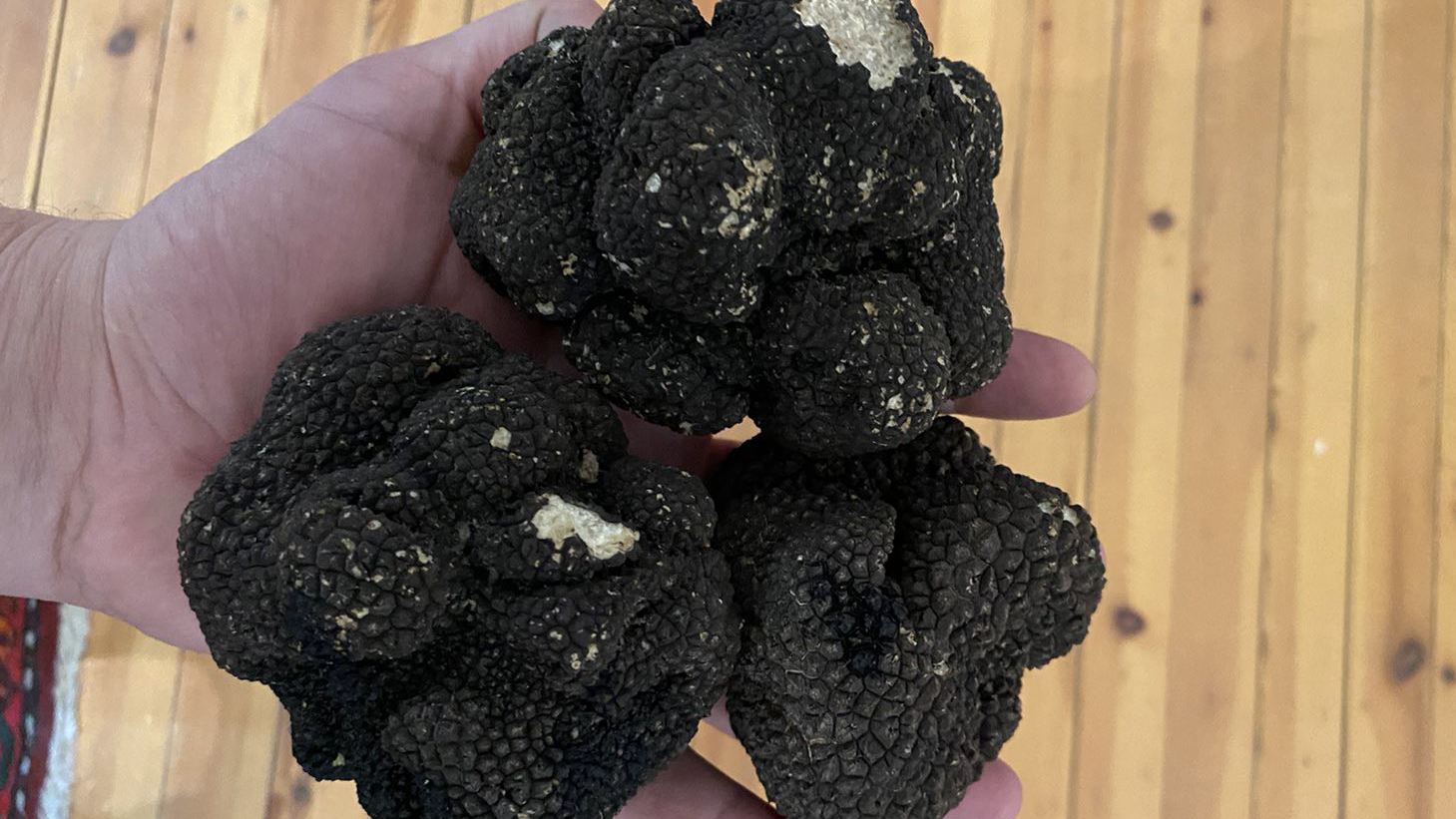 Tuber Aestivum Season: Unleashing the Enchanting Magic of the Summer Truffle - World of Lagotto Truffles.