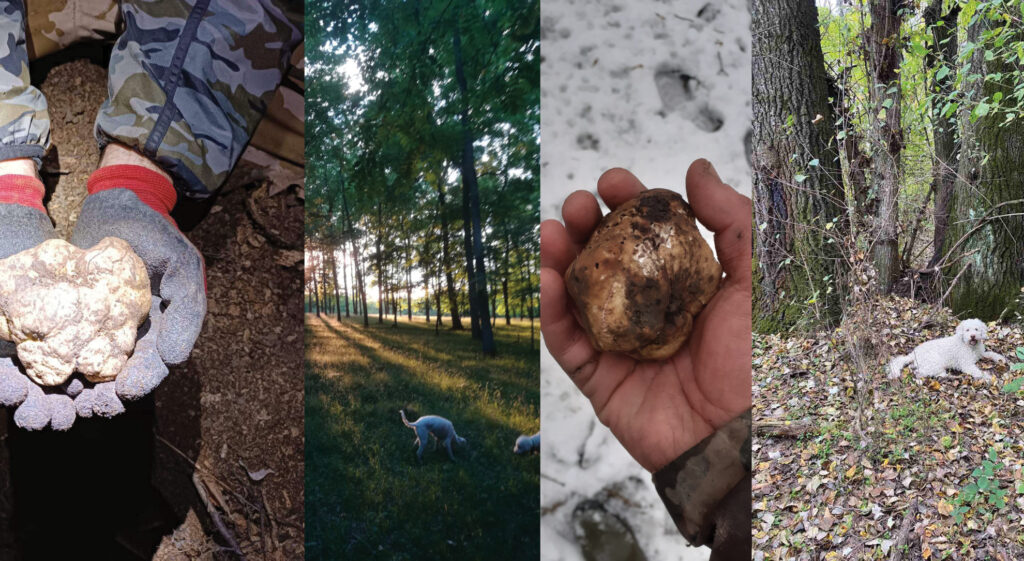 White Truffle Season