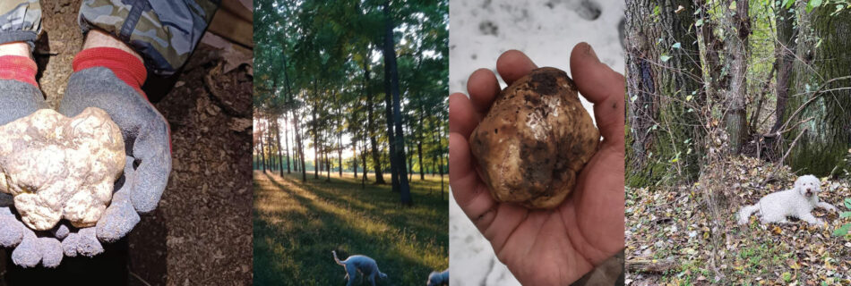 White Truffle Season